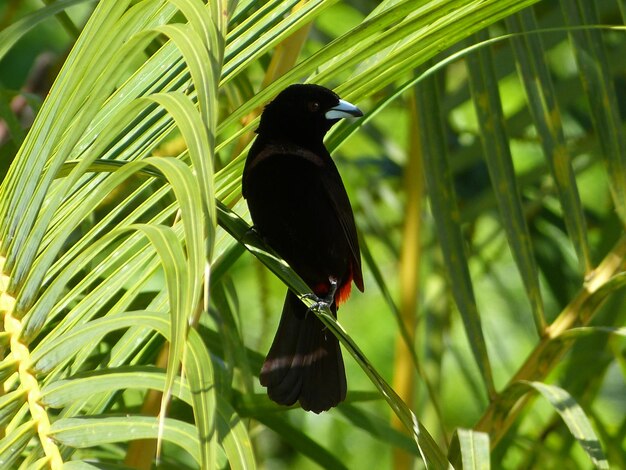 Foto pássaro preto em cima de uma planta