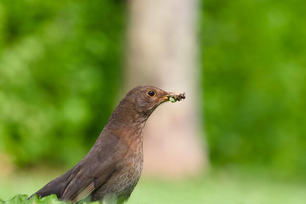 Foto pássaro-preto fêmea comum em close-up na grama verde