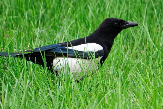 Foto pássaro preto na grama