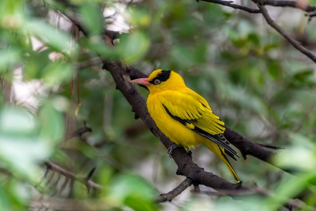 Pássaro (preto-Naped Oriole, Oriolus chinensi) cor amarela no cimo de uma árvore no jardim