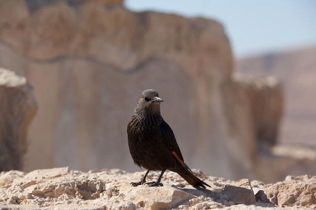 Pássaro preto no território da fortaleza de Massada