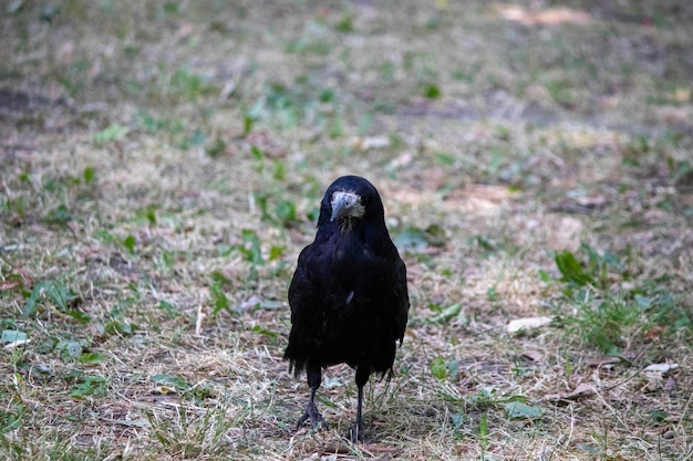 Pássaro preto sombrio posando em parques, retrato de corvo