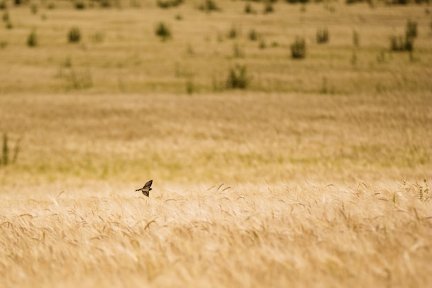 Pássaro rápido uma andorinha ao longo de um campo com trigo