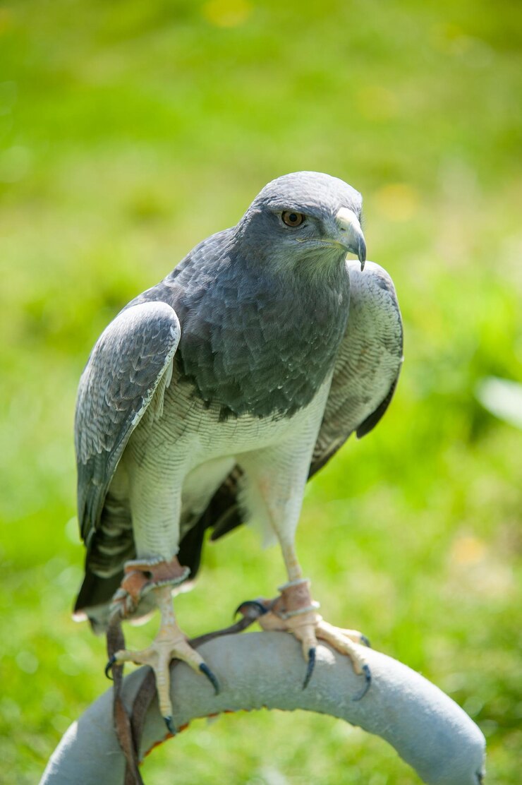 Foto pássaro raptor