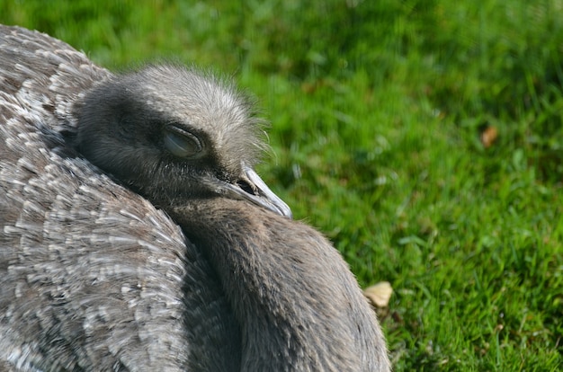 Pássaro Rhea com os olhos fechados ao sol quente.