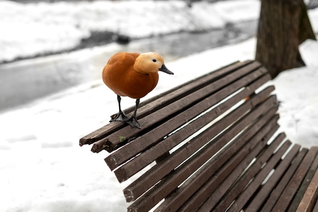 Pássaro ruddy shelduck sentado em cima do banco de madeira no parque no início da primavera