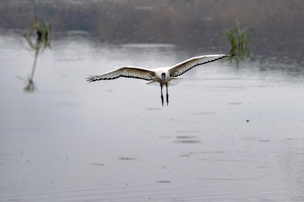 Foto pássaro sagrado ibis voando no parque kruger áfrica do sul