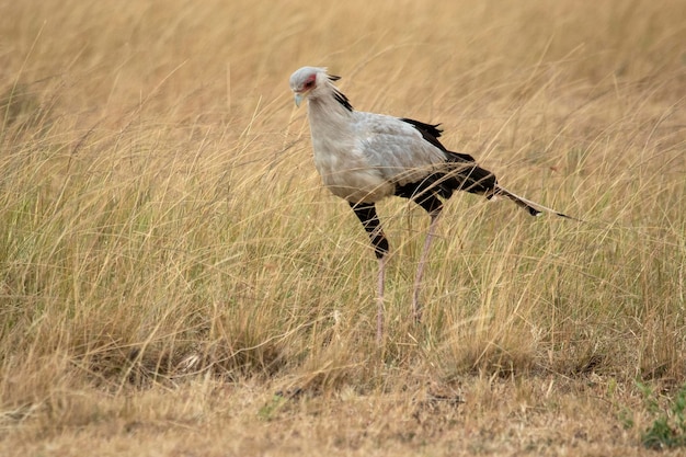 Pássaro secretário à primeira luz do nascer do sol na savana africana à procura de répteis na grama