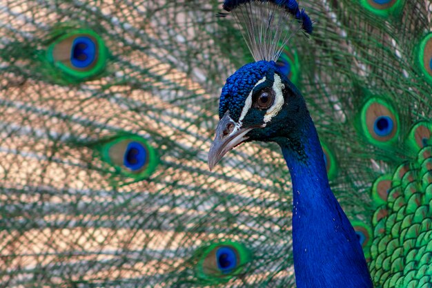 Foto pássaro selvagem africano retrato de um belo pavão macho colorido com as penas da cauda para fora