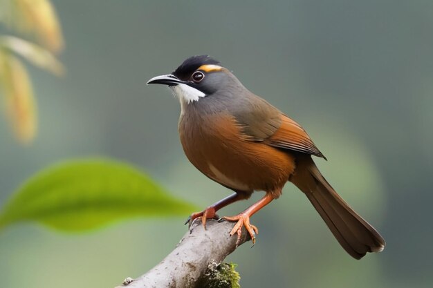 Foto pássaro selvagem da formosa.