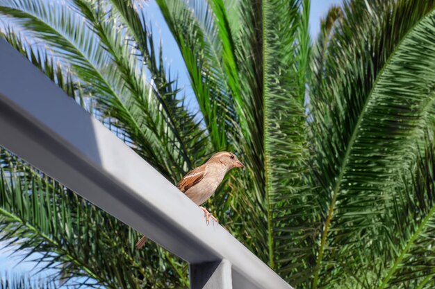 Foto pássaro selvagem e galhos de palmeira no fundo