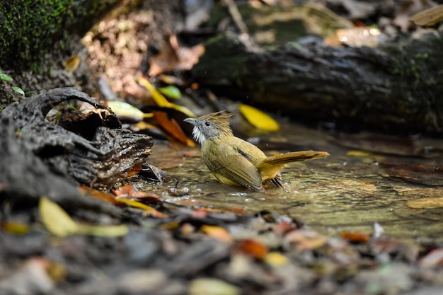 Pássaro selvagem está bebendo e nadando na selva