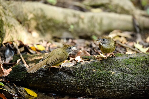 Pássaro selvagem está bebendo e nadando na selva