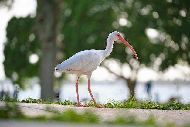 Pássaro selvagem ibis branco também conhecido como grande garça ou garça andando na grama no parque da cidade no verão