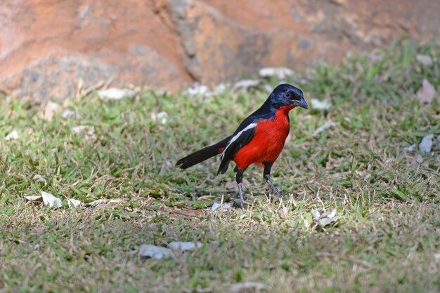 Foto pássaro sentado em um campo