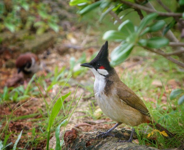 Foto pássaro sentado em um campo