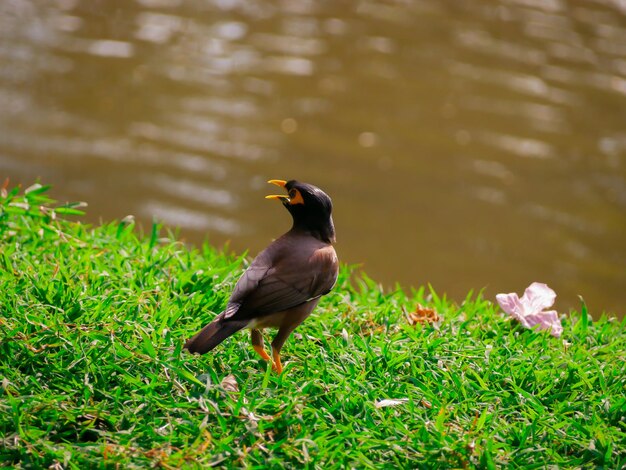 Foto pássaro sentado em um campo