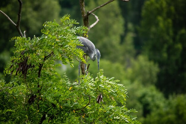 Foto pássaro sentado em um ninho no zoológico de praga