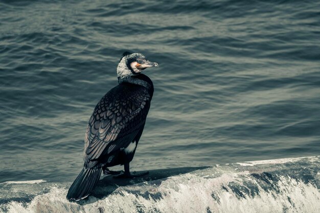 Foto pássaro sentado em uma praia