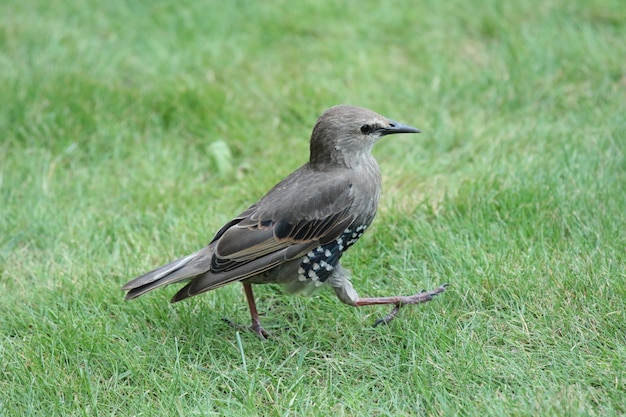 Foto pássaro sentado na grama