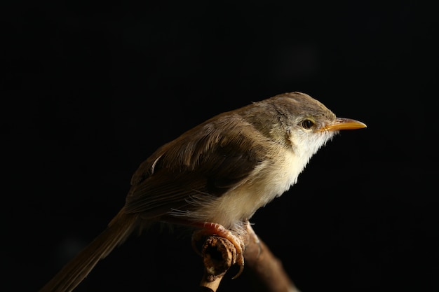 Pássaro simples Prinia isolado