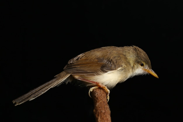 Pássaro simples Prinia isolado