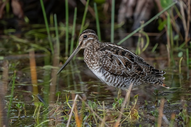 Pássaro-snipe vadeando na água