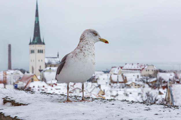 Pássaro sobre a velha cidade europeia no inverno Gaivota no porto de Tallinn