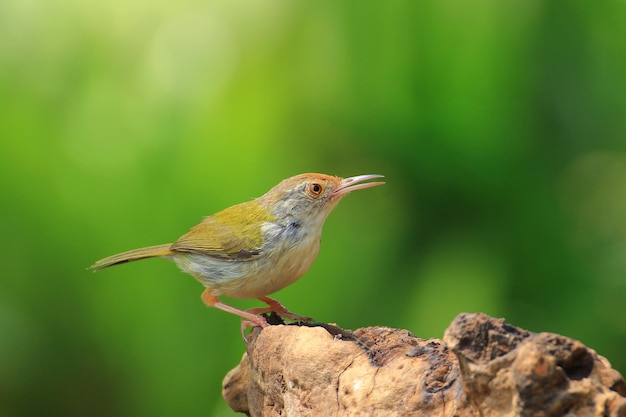 Pássaro Tailorbird comum Tailândia