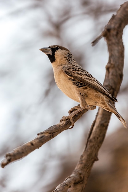 Pássaro tecelão sentado em um galho Etosha Namíbia