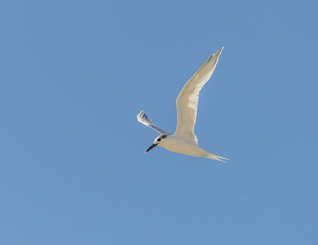 Foto pássaro tern voando no céu azul