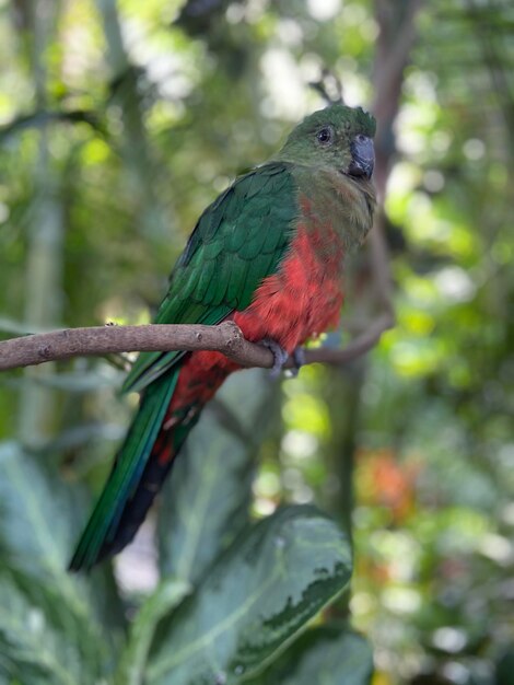 Foto pássaro tropical no galho