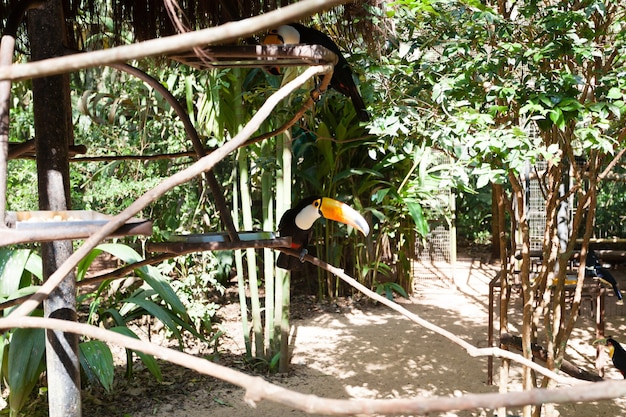 Pássaro tucano na natureza em foz do iguaçu