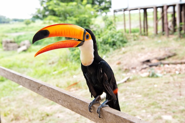 Pássaro tucano toco com bico grande em fundo natural na boca de valeria, Brasil. Conceito de vida selvagem e habitat natural