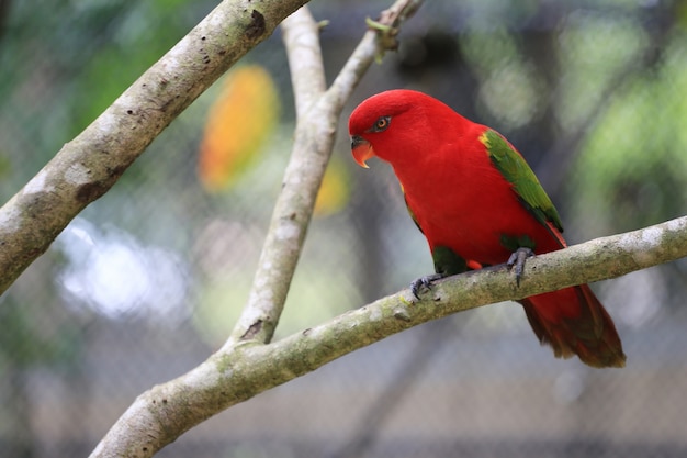 Pássaro vermelho do macore em ramos de árvores tropicais na selva.