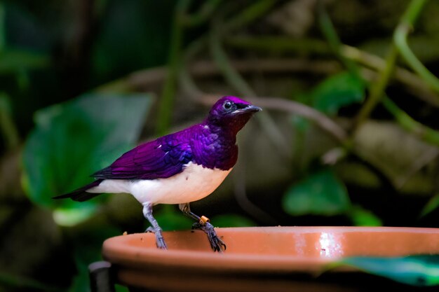 Foto pássaro violeta