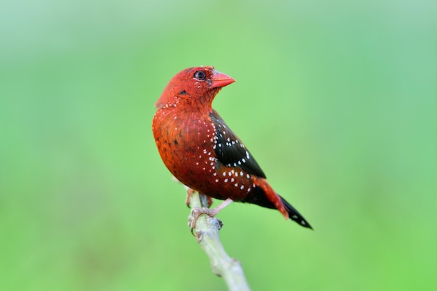 Foto pássaro vívido alertando para invasor vermelho avadavat ou tentilhão de morango