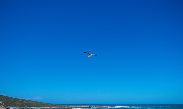 Foto pássaro voando com o céu azul