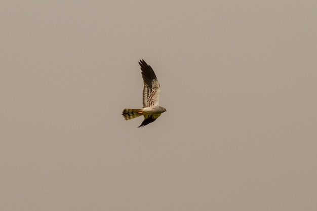 Foto pássaro voando no céu