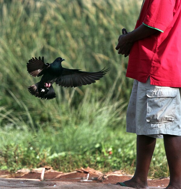 Foto pássaro voando perto do dono