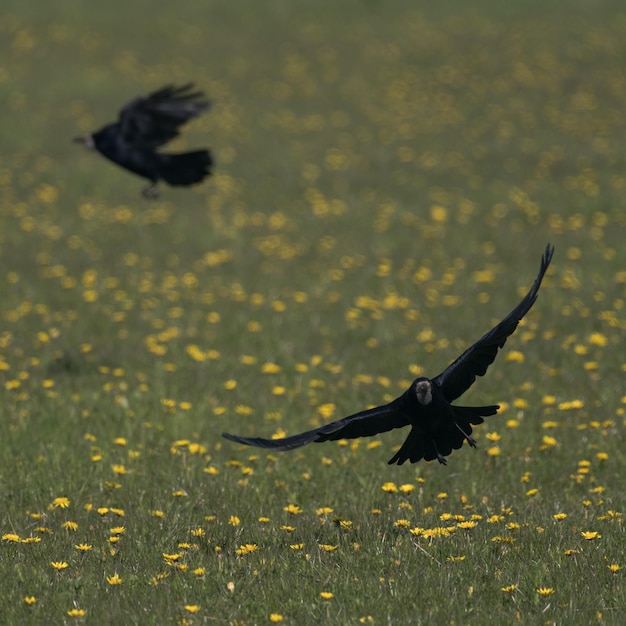 Foto pássaro voando sobre o campo de flores