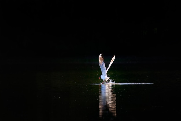 Foto pássaro voando sobre o lago à noite