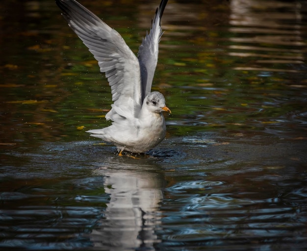 Foto pássaro voando sobre o lago