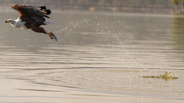 Pássaro voando sobre o lago