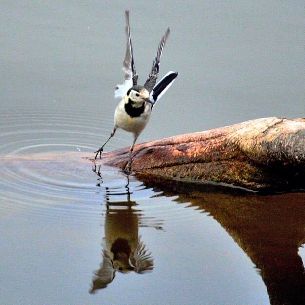 Foto pássaro voando sobre o lago