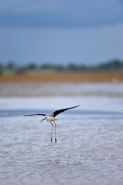 Foto pássaro voando sobre o mar