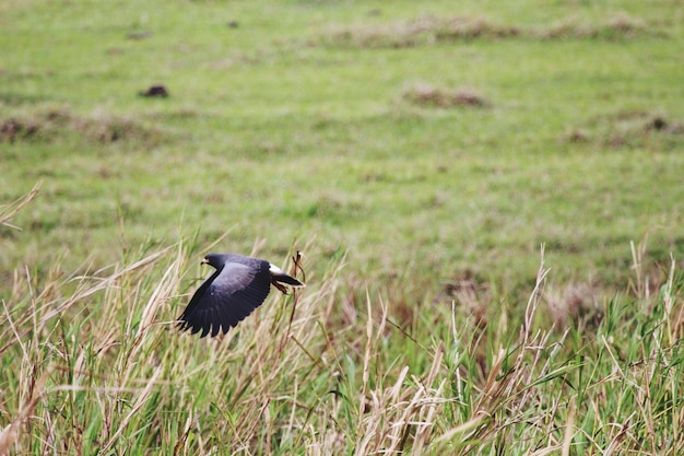 Foto pássaro voando sobre um campo