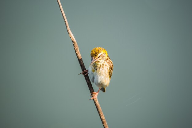 Pássaro (weaver listrado) na árvore em uma natureza selvagem