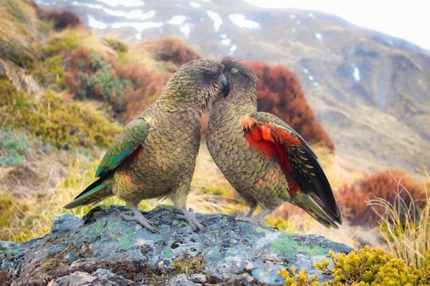 Foto pássaros a beijar-se na rocha