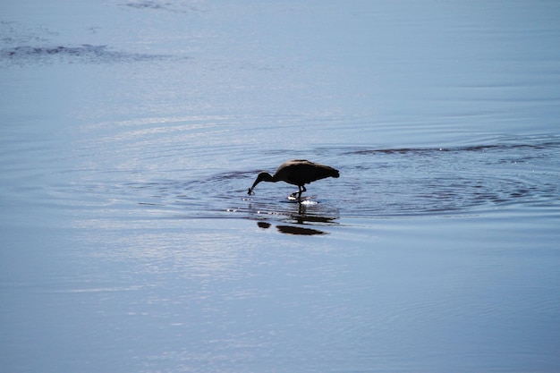 Pássaros a caçar peixes no lago